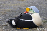 King Eider (Somateria spectabilis)