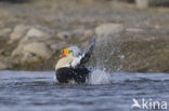 King Eider (Somateria spectabilis)