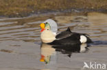 King Eider (Somateria spectabilis)