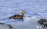 King Eider (Somateria spectabilis)