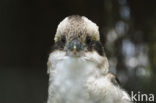 Laughing kookaburra (Dacelo novaeguineae)