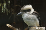 Kookaburra (Dacelo novaeguineae)