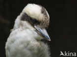 Laughing kookaburra (Dacelo novaeguineae)