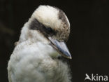 Kookaburra (Dacelo novaeguineae)