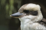 Laughing kookaburra (Dacelo novaeguineae)