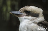 Laughing kookaburra (Dacelo novaeguineae)