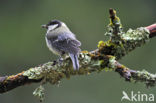 Great Tit (Parus major)
