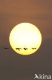 Common Crane (Grus grus)
