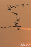Common Crane (Grus grus)