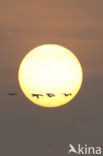 Common Crane (Grus grus)