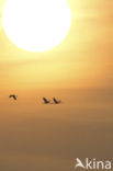 Common Crane (Grus grus)