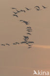 Common Crane (Grus grus)