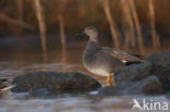 Krakeend (Anas strepera)