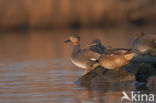 Gadwall (Anas strepera)