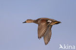 Gadwall (Anas strepera)