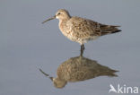 Krombekstrandloper (Calidris ferruginea)