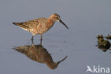 Krombekstrandloper (Calidris ferruginea)