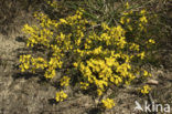 Kruipbrem (Genista pilosa) 