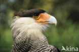 Crested caracara (Caracara plancus)