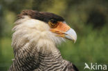 Crested caracara (Caracara plancus)