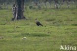 Crested caracara (Caracara plancus)