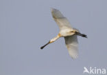 Eurasian Spoonbill (Platalea leucorodia)