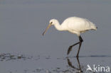 Eurasian Spoonbill (Platalea leucorodia)