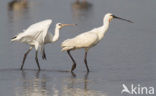 Eurasian Spoonbill (Platalea leucorodia)