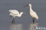 Lepelaar (Platalea leucorodia)