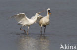 Eurasian Spoonbill (Platalea leucorodia)