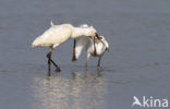 Eurasian Spoonbill (Platalea leucorodia)