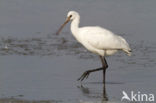 Lepelaar (Platalea leucorodia)