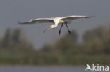 Eurasian Spoonbill (Platalea leucorodia)