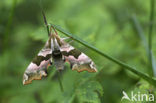 Lindepijlstaart (Mimas tiliae)