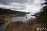 Loch Tummel