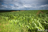 Maize