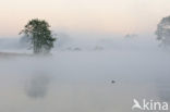 Common Coot (Fulica atra)