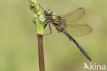 Brilliant Emerald (Somatochlora metallica)