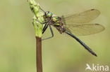 Metaalglanslibel (Somatochlora metallica)