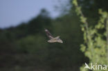 European Nightjar (Caprimulgus europaeus)