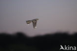 European Nightjar (Caprimulgus europaeus)