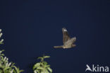 European Nightjar (Caprimulgus europaeus)