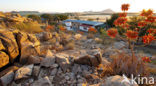 Namib naukluft national park