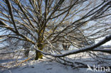 Nationaal Park Veluwezoom