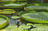 Nationale Plantentuin van België