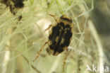 Nebrioporus elegans