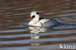 Smew (Mergellus albellus)