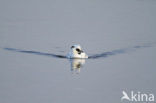 Smew (Mergellus albellus)