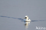 Smew (Mergellus albellus)