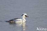 Smew (Mergellus albellus)